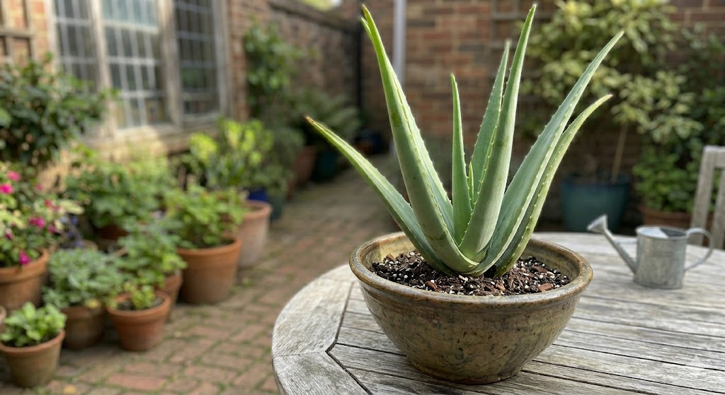 A close-up, high-resolution photo of a vibrant green Aloe Vera plant sitting on a wooden table near a bright window with soft, filtered sunlight hitting its thick leaves. Shallow depth of field with a cozy home interior background.